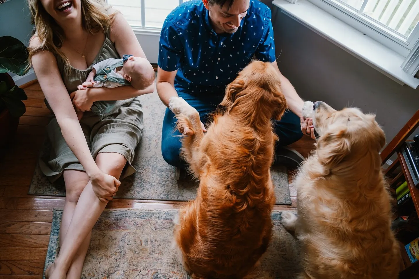Newborn photographer captures parents introducing their swaddled baby to two golden retrievers