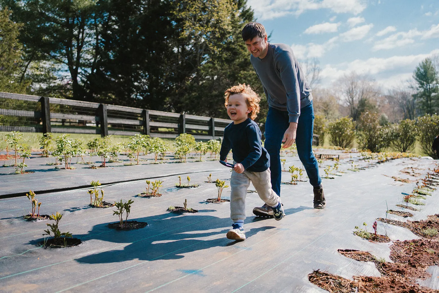 A curly-haired toddler runs laughing through rows of a flower farm with his dad close behind.